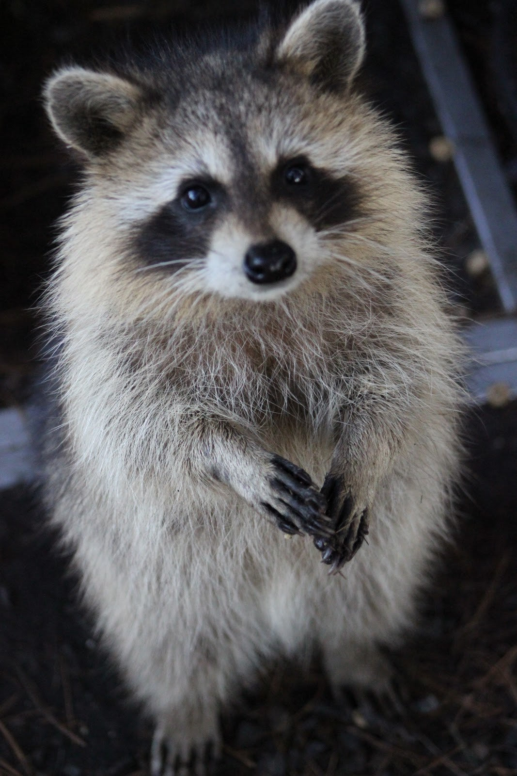 Raccoon Earrings